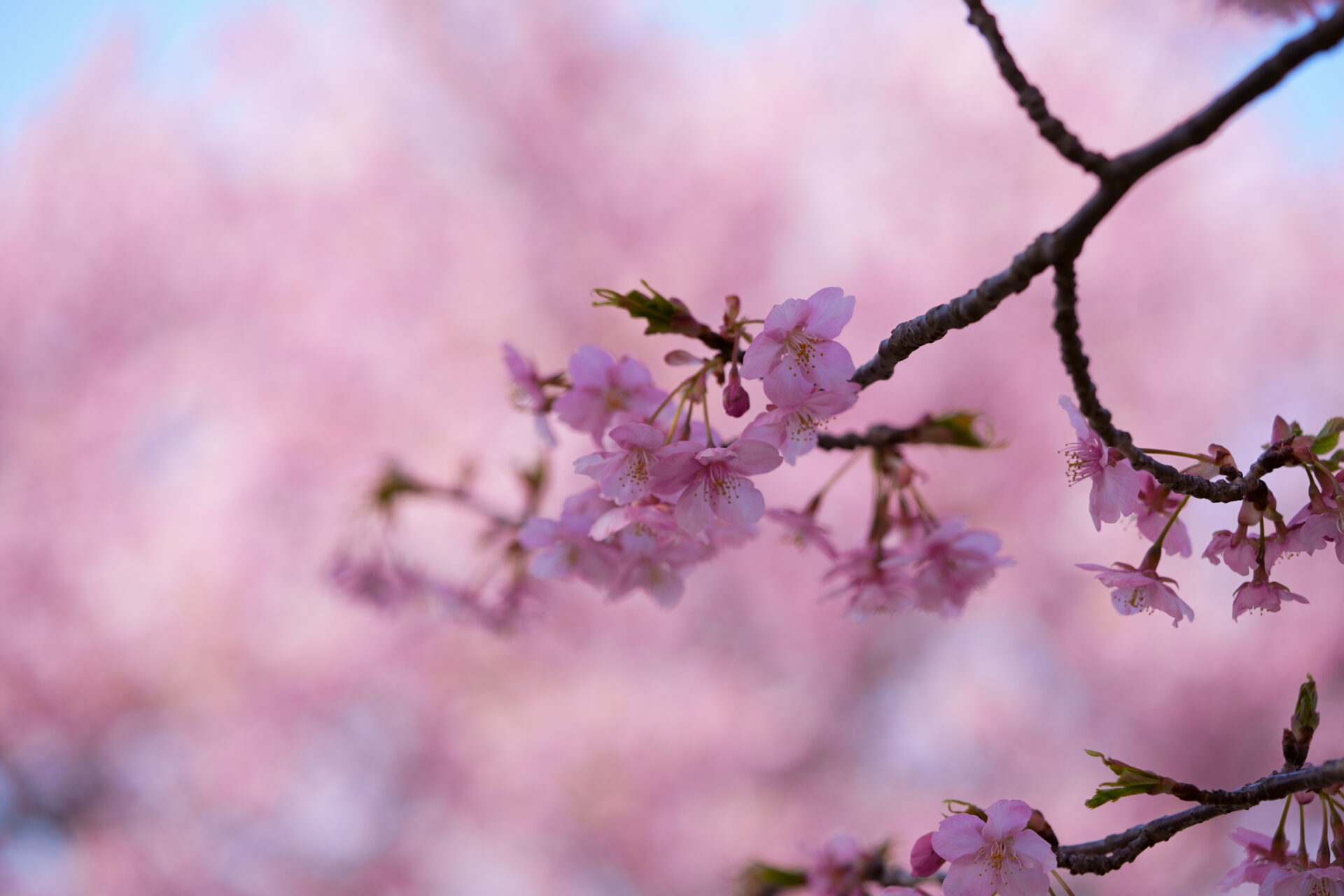 色数を絞り桜のピンクをメインに据えた写真