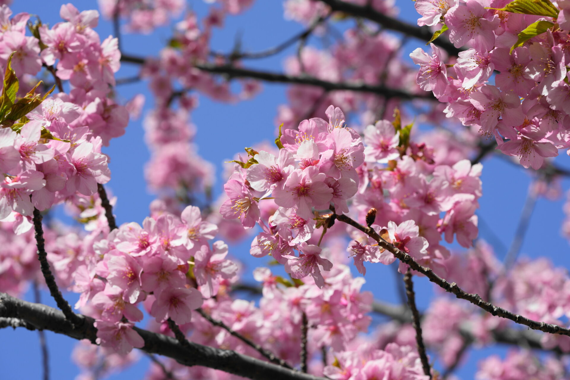 空の青さを利用し補色の効果で桜の色を際立たせた写真