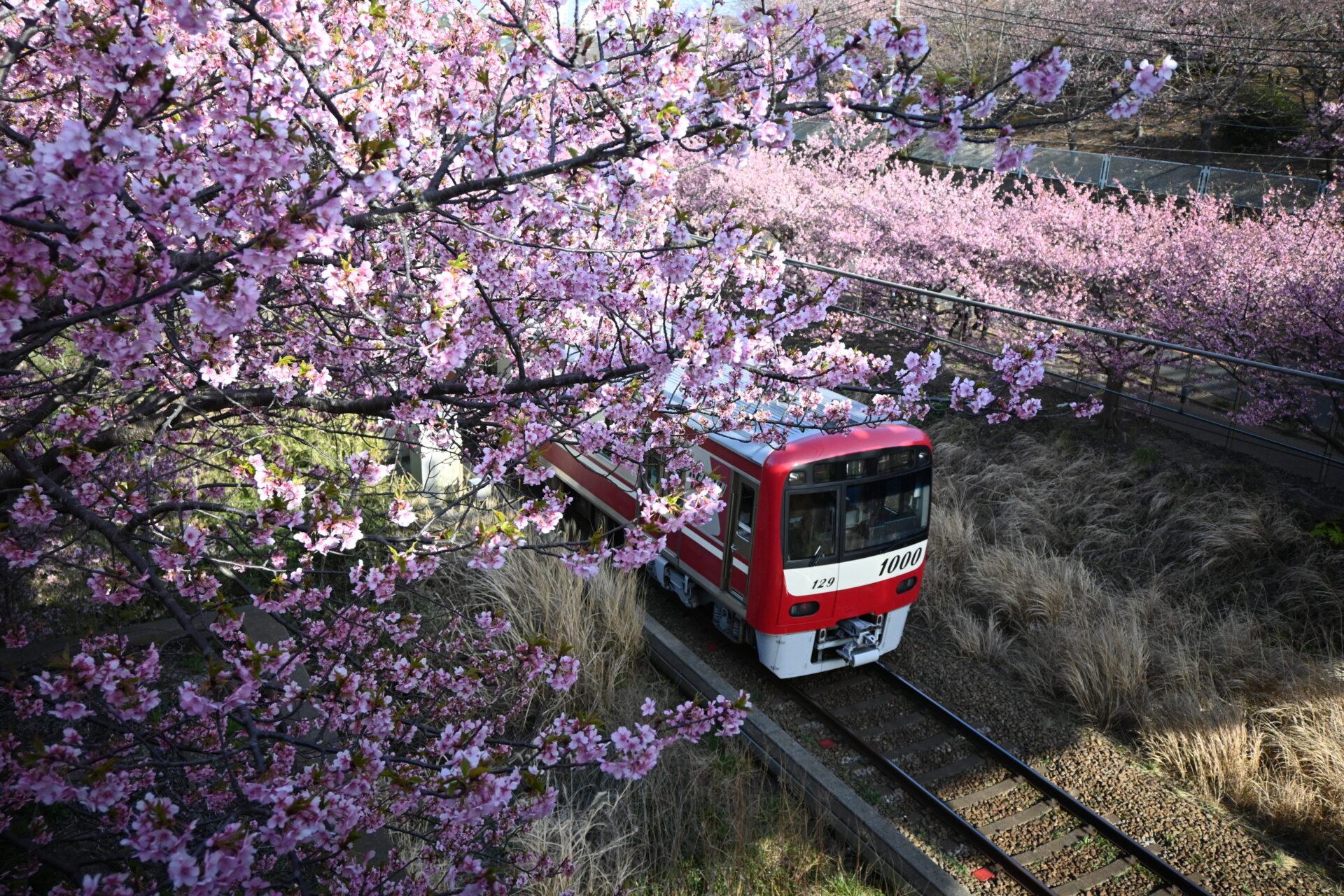 桜の下を通る京急の写真