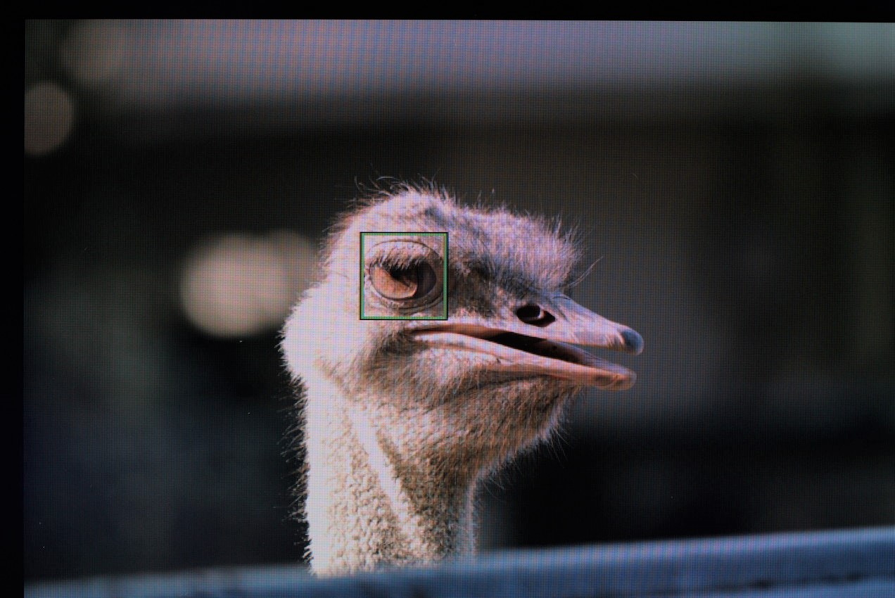 ダチョウでα7IVの動物瞳AFモードの効き具合を検証した画像