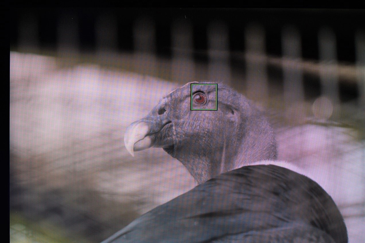 コンドルでα7IVの動物瞳AFモードの効き具合を検証した画像横向き
