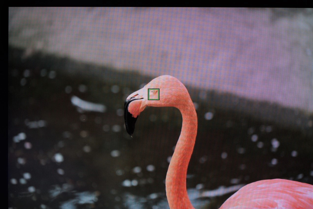 フラミンゴでα7IVの動物瞳AFモードの効き具合を検証した画像