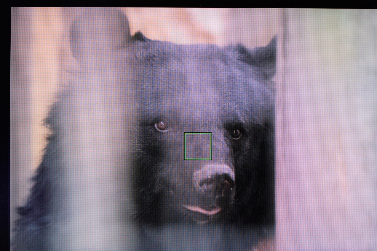 ツキノワグマでα7IVの動物瞳AFモードの効き具合を検証した画像
