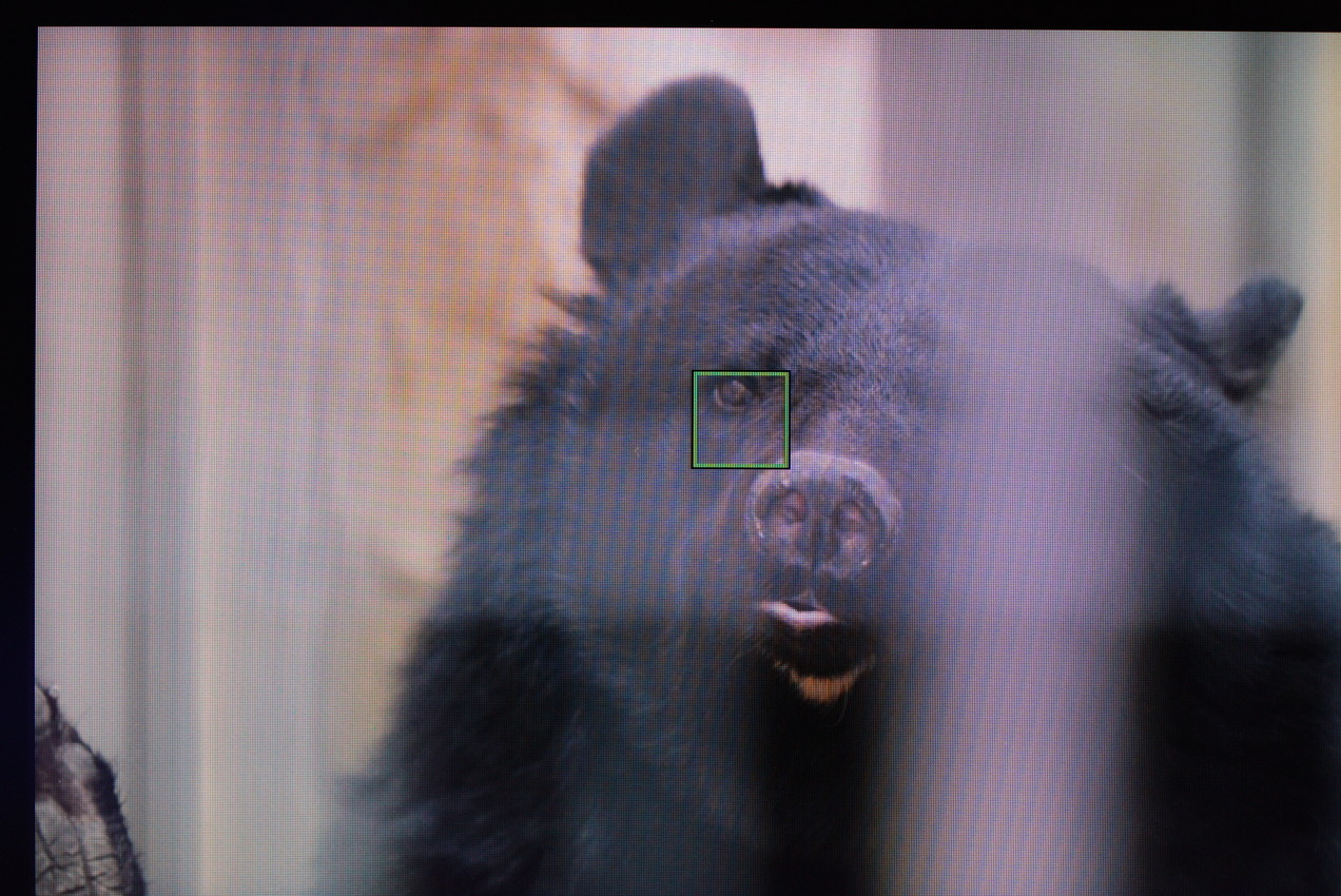 ツキノワグマでα7IVの動物瞳AFモードの効き具合を検証した画像正面
