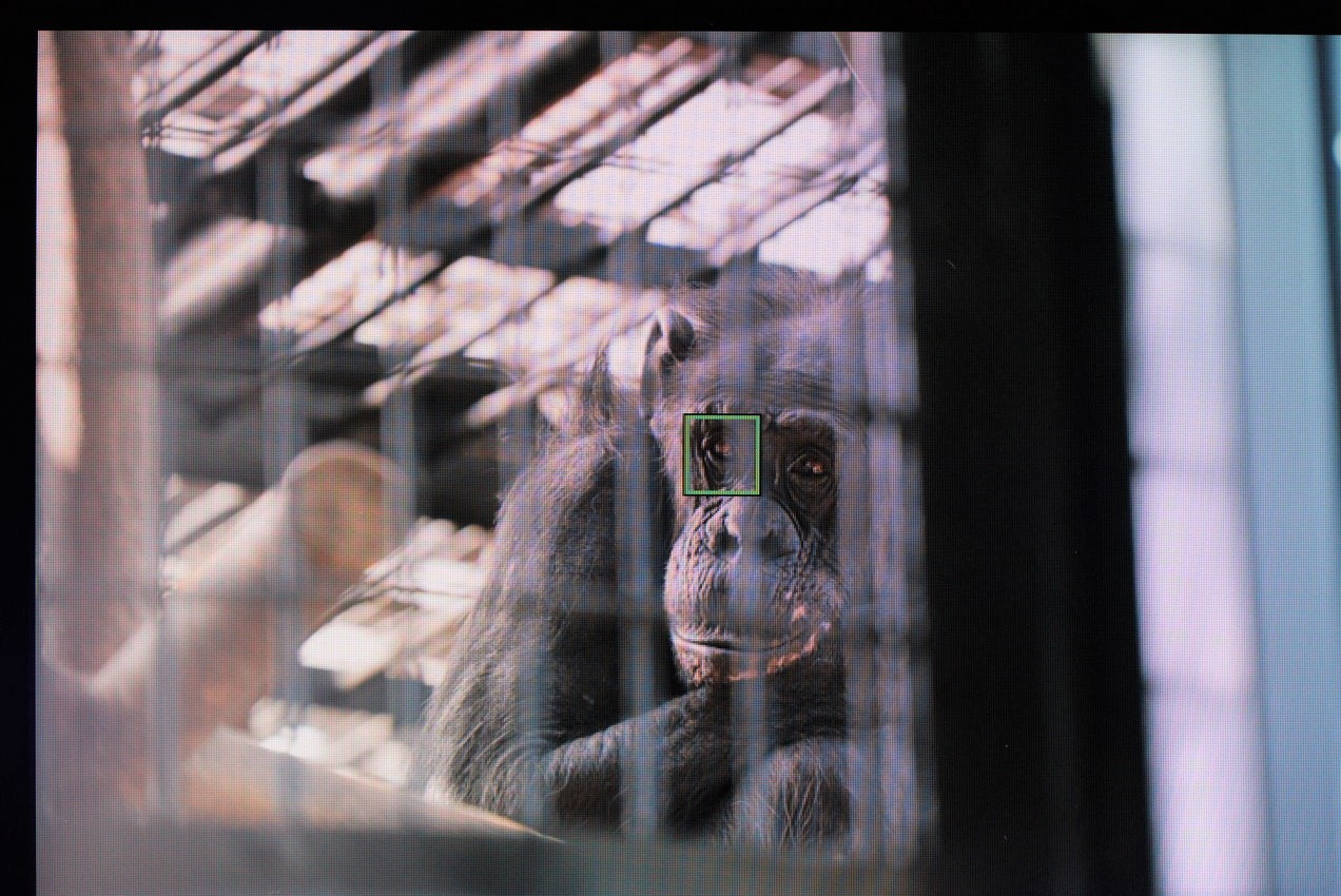 チンパンジーでα7IVの動物瞳AFモードの効き具合を検証した画像