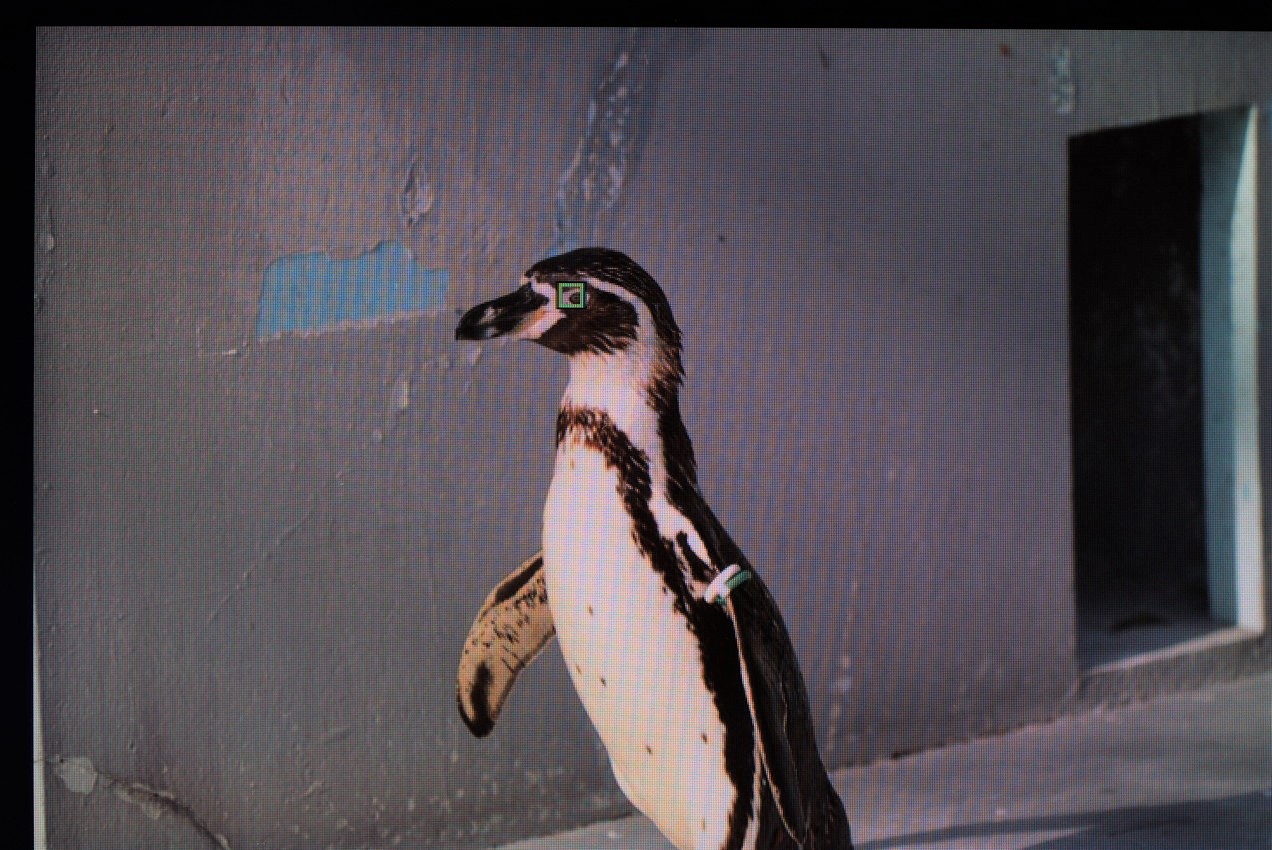 ペンギンでα7IVの動物瞳AFモードの効き具合を検証した画像