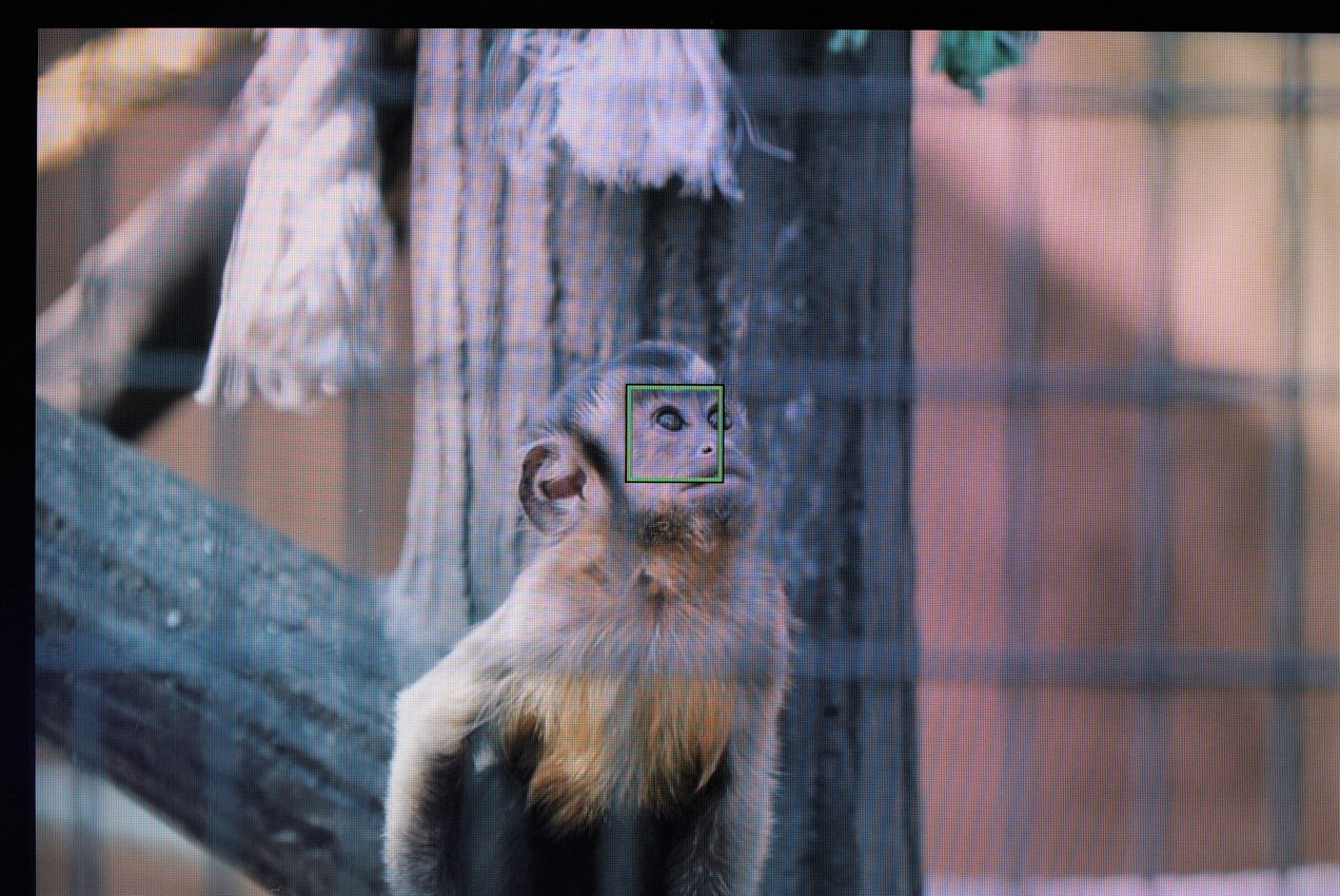 その他の猿でα7IVの動物瞳AFモードの効き具合を検証した画像１