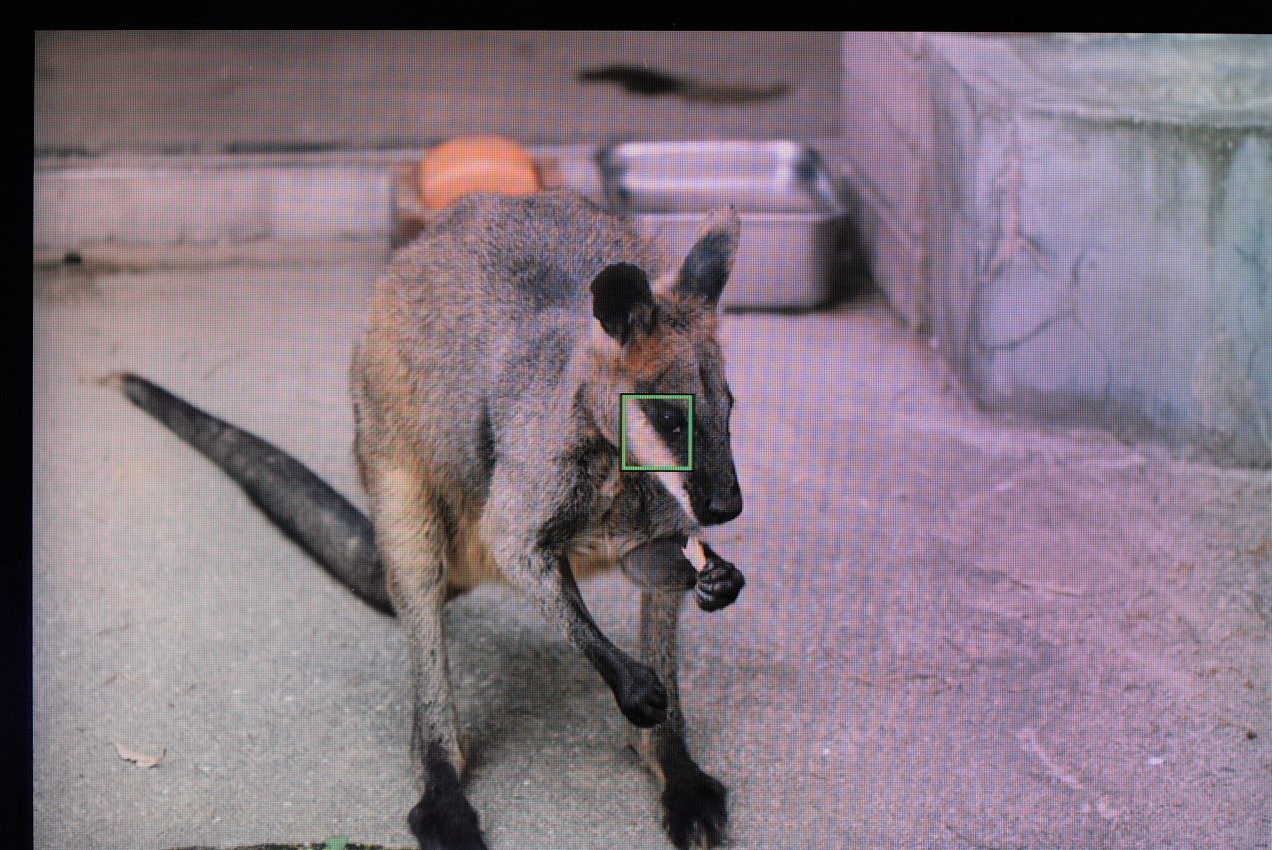 ワラビーでα7IVの動物瞳AFモードの効き具合を検証した画像正面