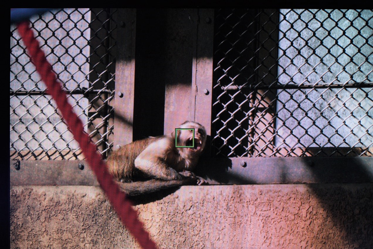 その他の猿でα7IVの動物瞳AFモードの効き具合を検証した画像２