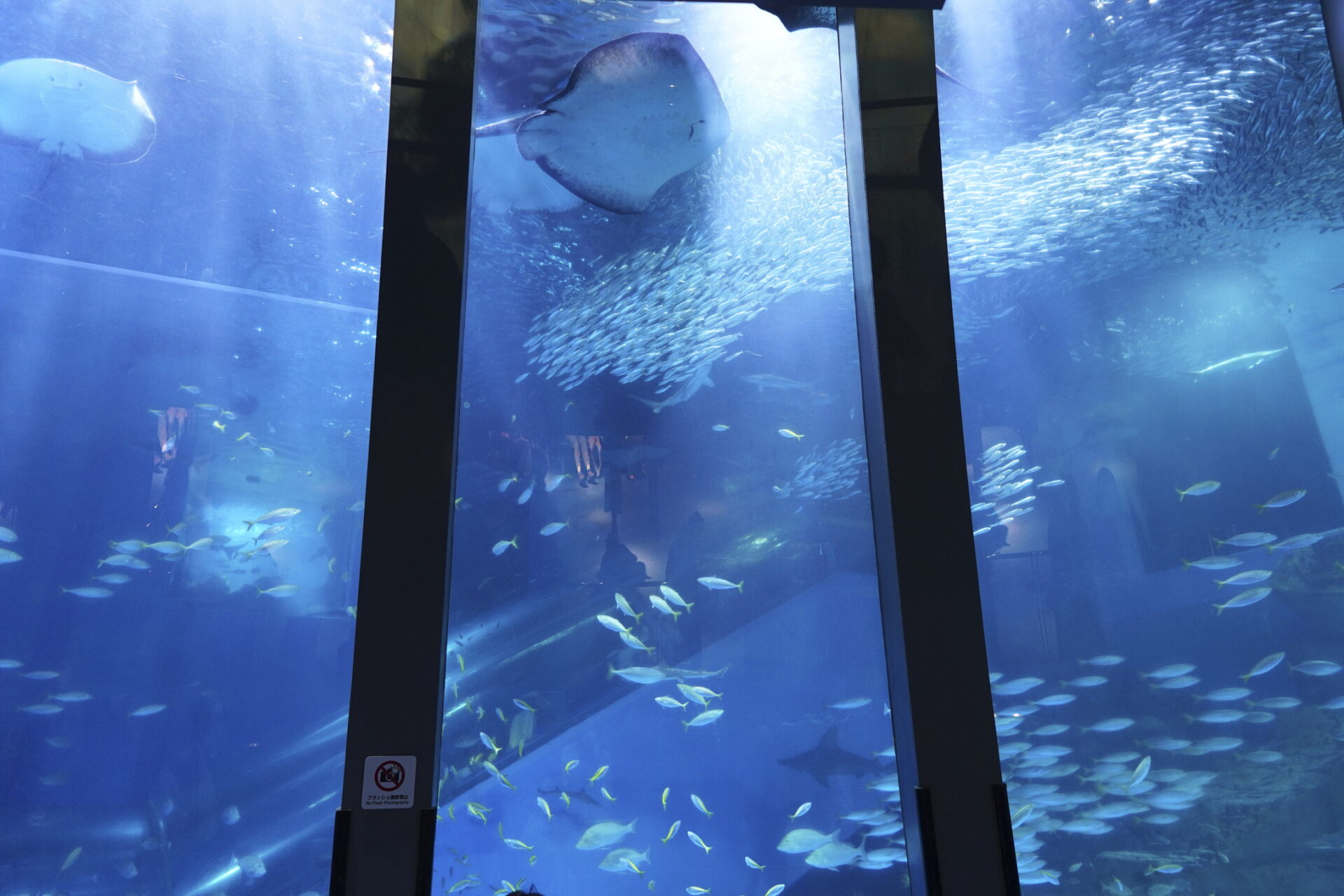 ZV-E10で撮影した水族館の水槽の静止画作例