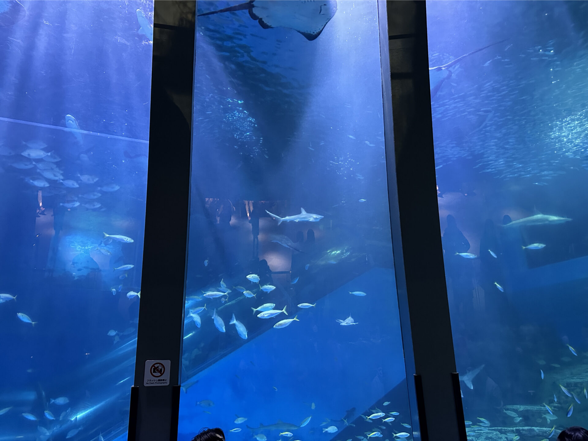 iPhone14Pro24mmで撮影した水族館