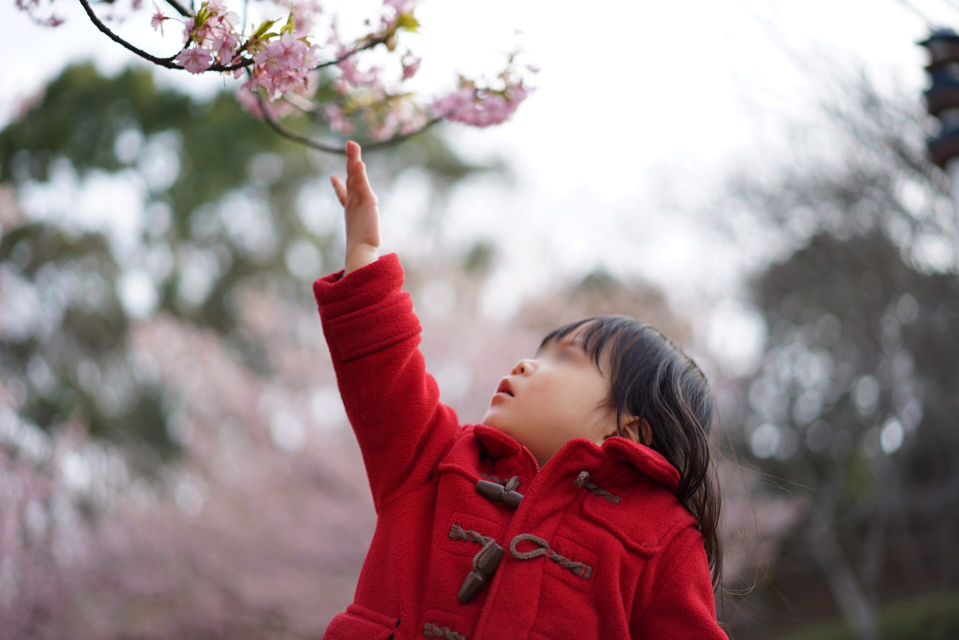 桜と子供の撮影で低い桜に手を伸ばす写真